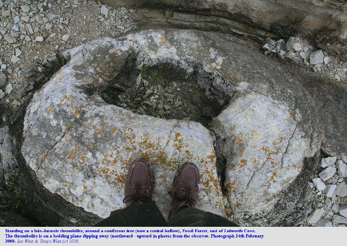 Standing on a Jurassic thrombolite at the Fossil Forest, east of Lulworth Cove, Dorset, February, 2008