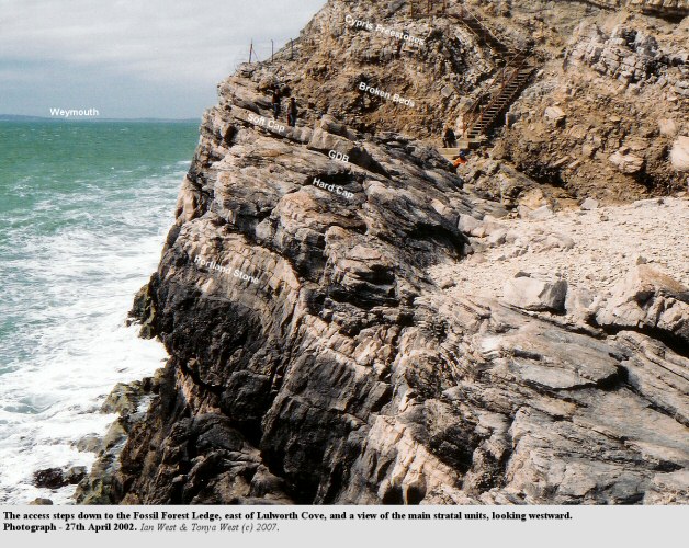 Steps down to the Fossil Forest ledge, east of Lulworth Cove, Dorset, with the major units indicated