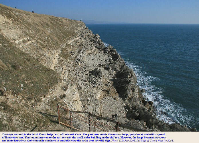 The Fossil Forest ledge, east of Lulworth Cove, Dorset, seen from the steps at the entrance