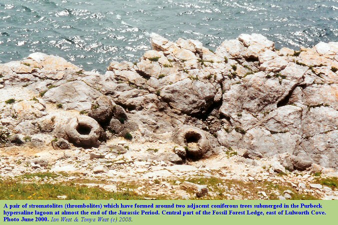 A conspicuous pair of thrombolites at the central part of the Fossil Forest Ledge, east of Lulworth Cove, Dorset, 2000