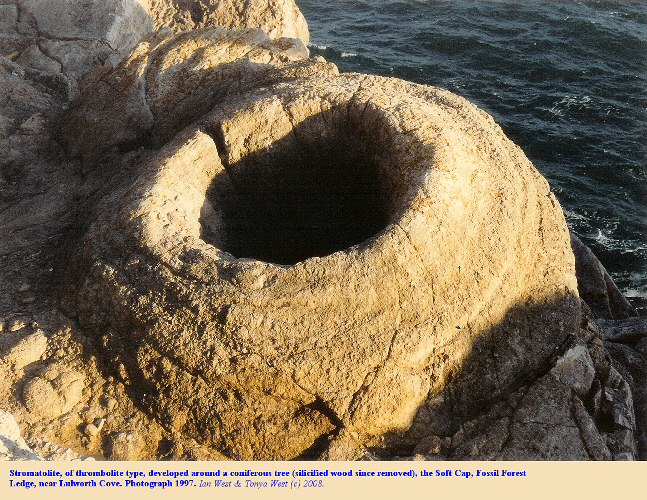 A well-developed thrombolite around a tree stump, since removed, Soft Cap, Purbeck Formation, Fossil Forest, east of Lulworth Cove, Dorset, 1997