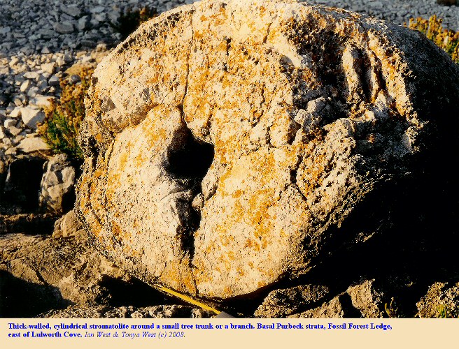 A thrombolite with a thick wall around a small trunk or branch of a tree, Fossil Forest, east of Lulworth Cove, Dorset