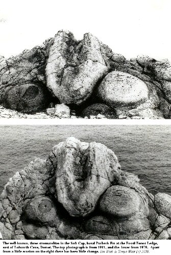 The well-known, three thrombolites of the Fossil Forest, east of Lulworth Cove, Dorset, in 1911 and 1979