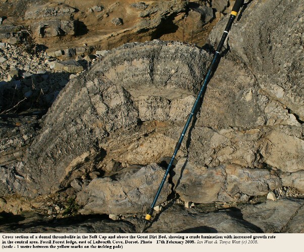 A cross-section through a microbial mound, or thrombolite, on a fossil tree, at the Fossil Forest, east of Lulworth Cove, Dorset, 2008