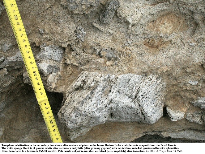 Two phases of the calcitisation of evaporites in the Broken Beds - Cargneule at the Purbeck Fossil Forest, east of Lulworth Cove, Dorset