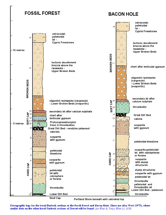 Vertical section of the basal Purbeck Formation at the Fossil Forest and at Bacon Hole, east of Lulworth Cove, Dorset