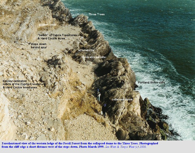 Western ledge of the Fossil Forest, east of Lulworth Cove, Dorset, shown in a foreshortened photograph, 1999