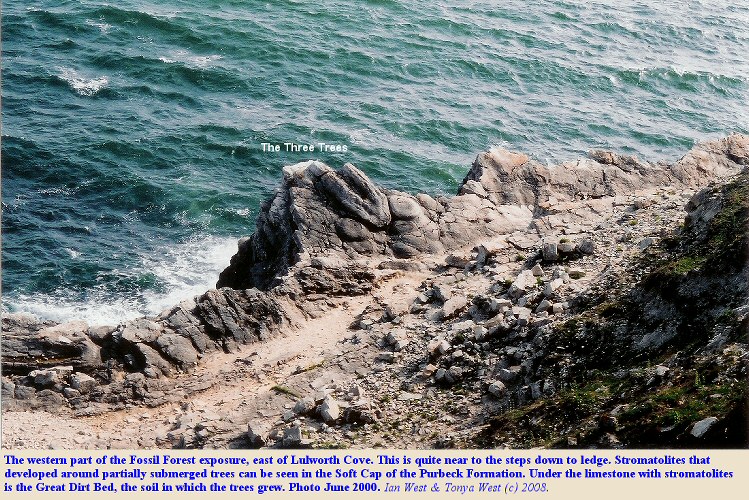 Part of the western ledge of the Fossil Forest, east of Lulworth Cove, Dorset