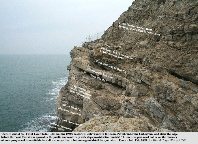 The western limit of the Fossil Forest ledge, east of Lulworth Cove, Dorset, February 2008