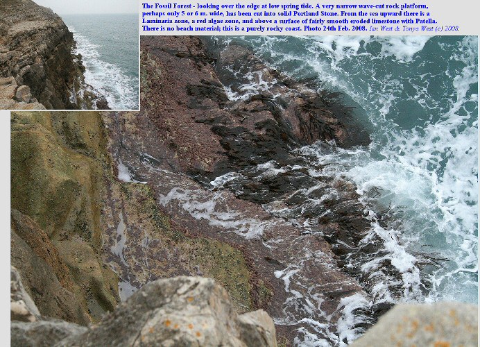 Fossil Forest, east of Lulworth Cove, Dorset