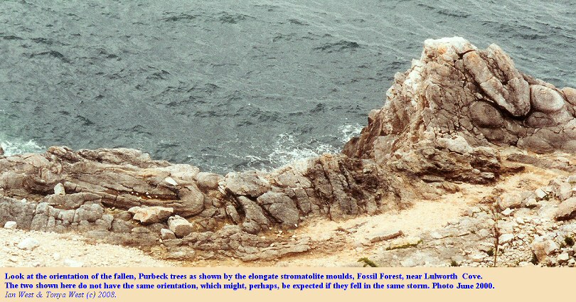 Stromatolites around fallen trees, Fossil Forest, east of Lulworth Cove, Dorset, showing non-parallel orientations, June 2000