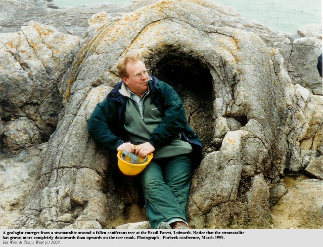 A geologist emerges from a thrombolite, Fossil Forest, east of Lulworth Cove, Dorset