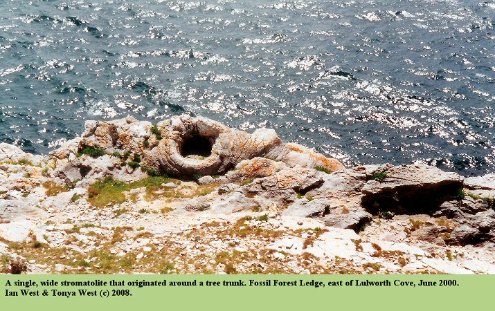 A single, wide thrombolite at the Fossil Forest, east of Lulworth Cove, Dorset, 2000