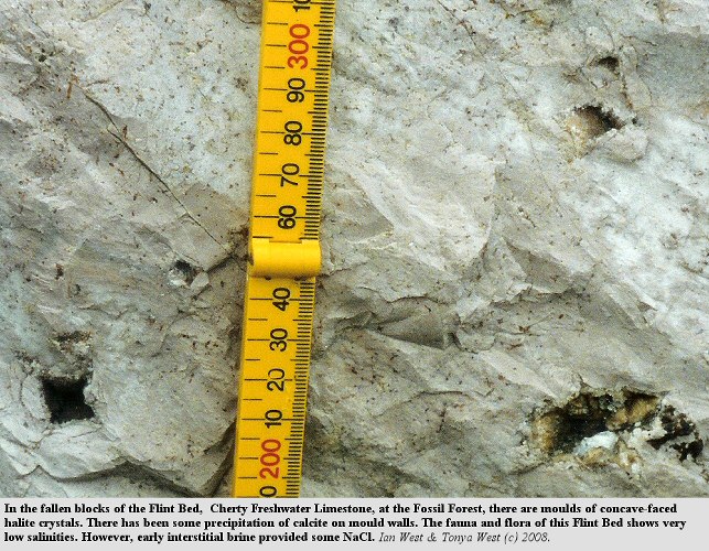 Halite mounds in the Flint Bed of the Cherty Freshwater Limestone, Fossil Forest, east of Lulworth Cove, Dorset