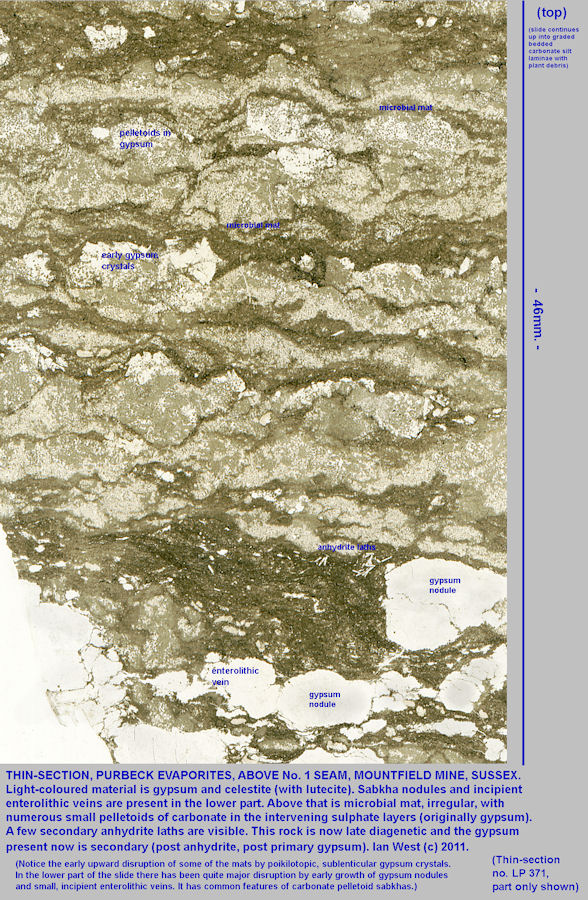 Thin-section through a microbial mat associated with gypsum, celestite and lutecite, Lower Purbeck Formation, Mountfield Mine, Sussex