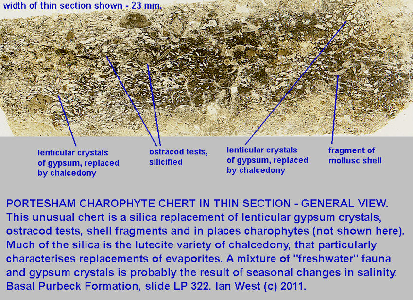 A general thin-section view of the Portesham Charophyte Chert, Portesham Quarry, Dorset, 2011