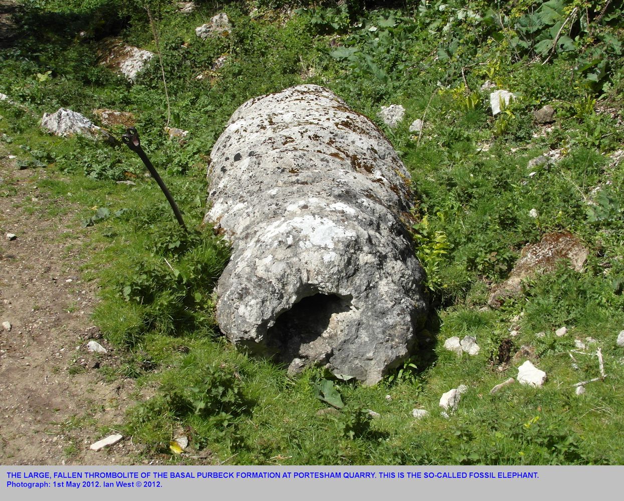 The large fallen thrombolite at Portesham Quarry, Dorset, 1st May 2012