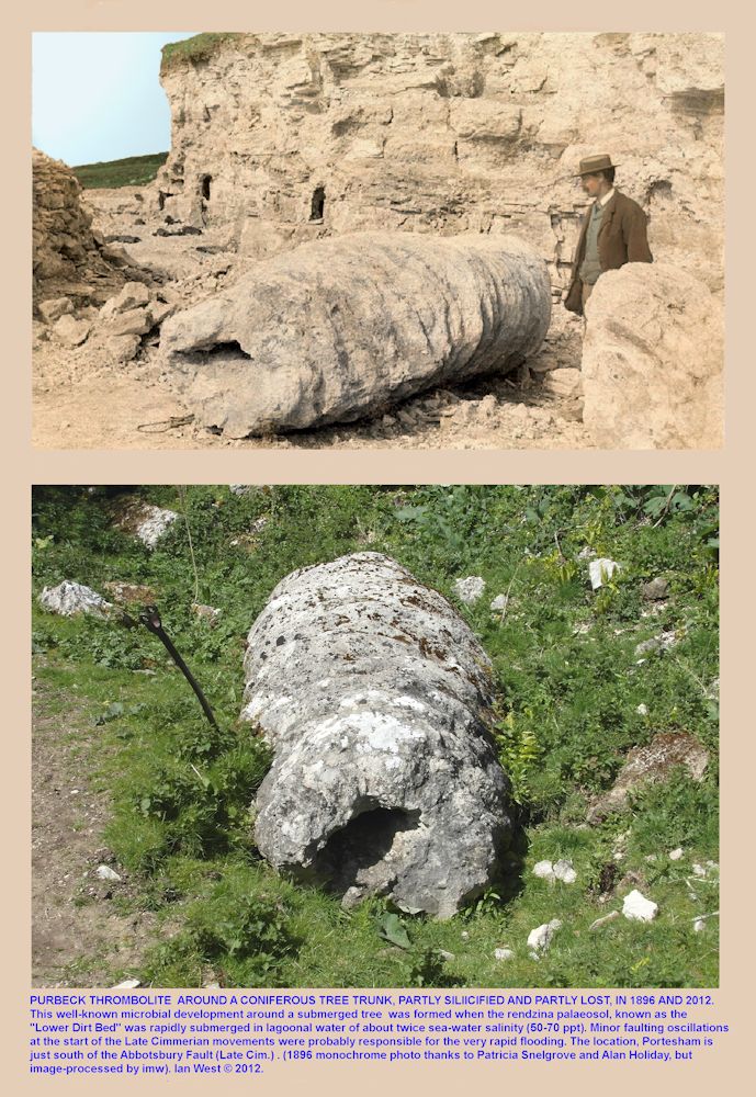 A large thrombolite which has developed around a tree trunk standing in hypersaline water, above the Lower Dirt Bed, Basal Purbeck Group, Portesham Quarry, Dorset, seen in 1896 and 2012