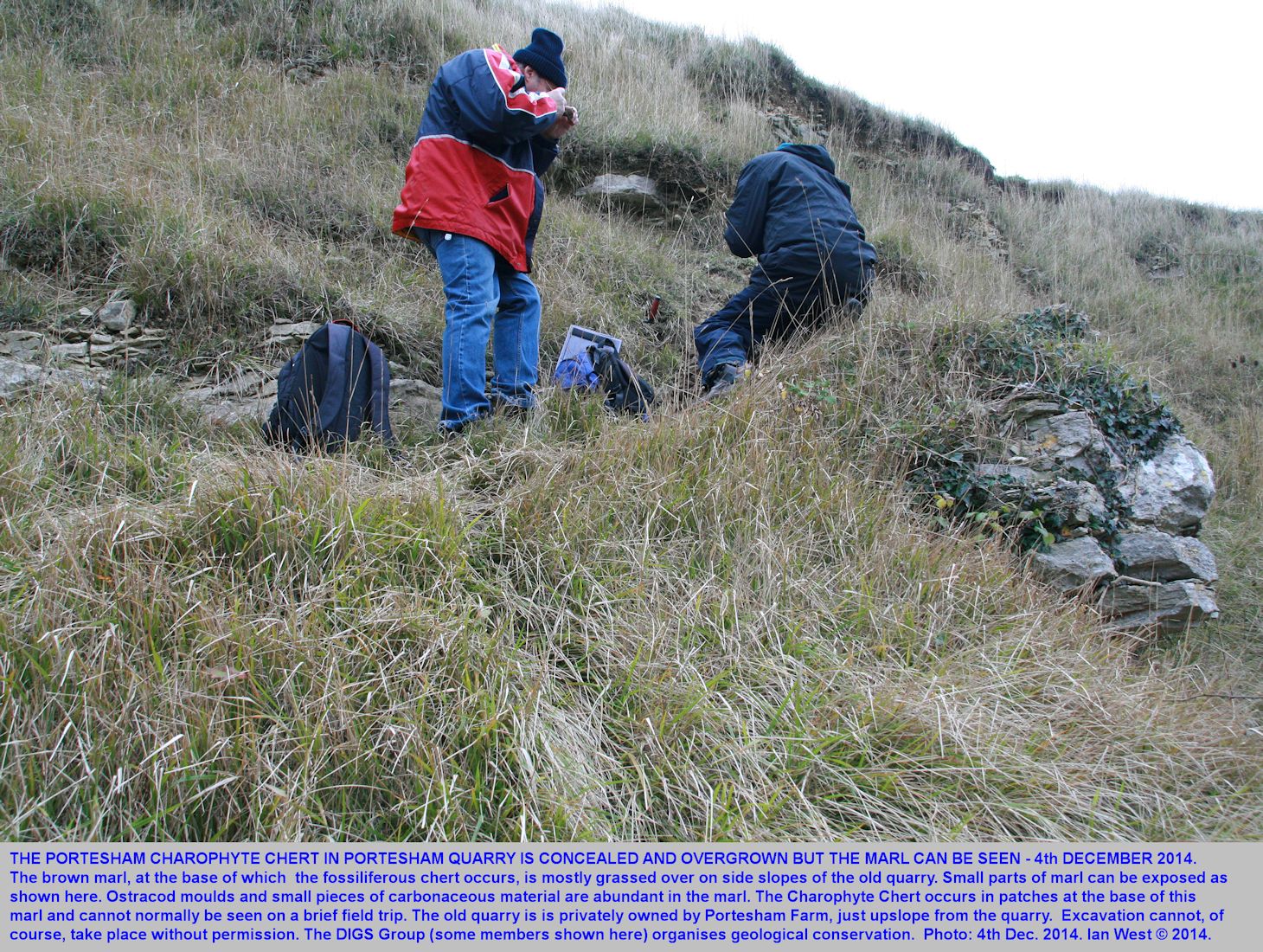 The Portesham Charophyte Chert is concealed under grass at Portesham Quarry, Dorset, in December 2014, but the brown marl can be exposed to a small extent, without serious excavation