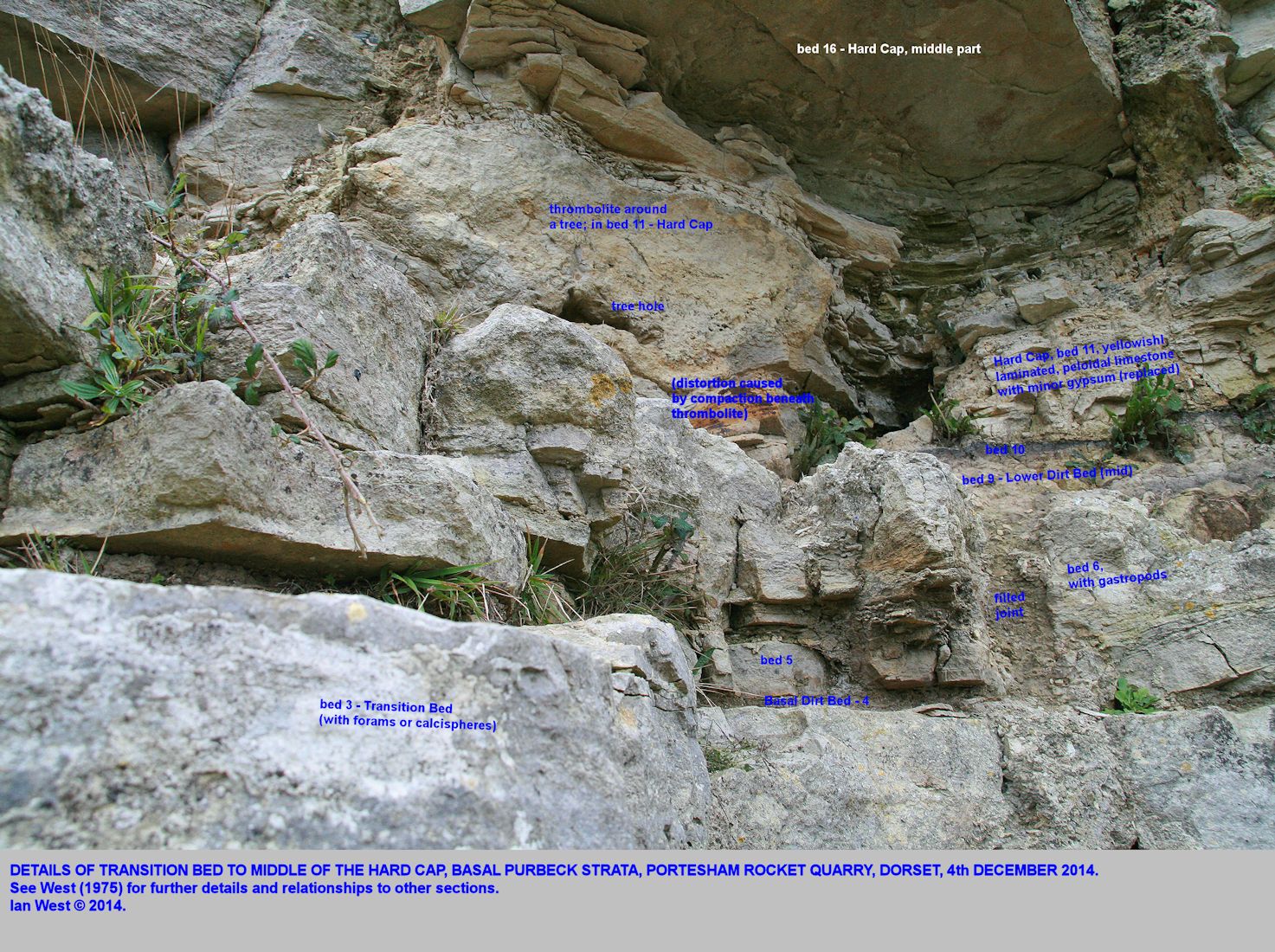 Details of the Basal Purbeck, Transition Bed up to the lower part of the Hard Cap, including a thrombolite with a tree hole, Portesham Quarry, Dorset, 4th December 2014