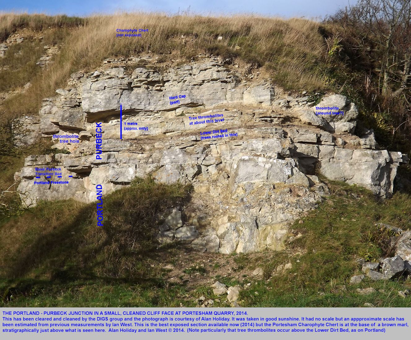 The lowest part of the Purbeck or Lulworth Formation succession at Portesham Quarry, a photograph by Alan Holiday of a section cleared by the DIGS group, with labelling and approximate scale added by Ian West, 2014