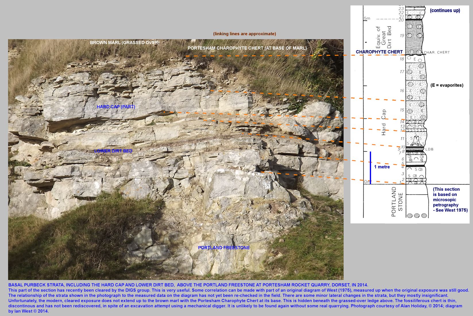 The lower part of the basal Purbeck section at 
Portesham Quarry, Dorset, cleared by DIGS in 2014, partially correlated to the original petrographic log of Ian West (1975), photograph by Alan Holiday