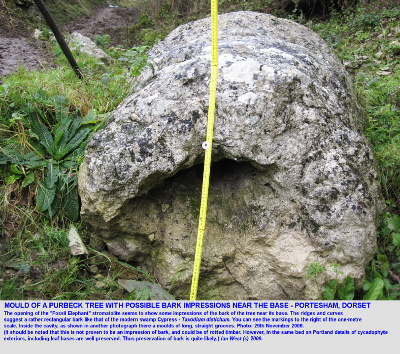 Possible impressions of bark of a Purbeck tree in a thrombolites at Portesham Rocket Quarry, Dorset, November 2009