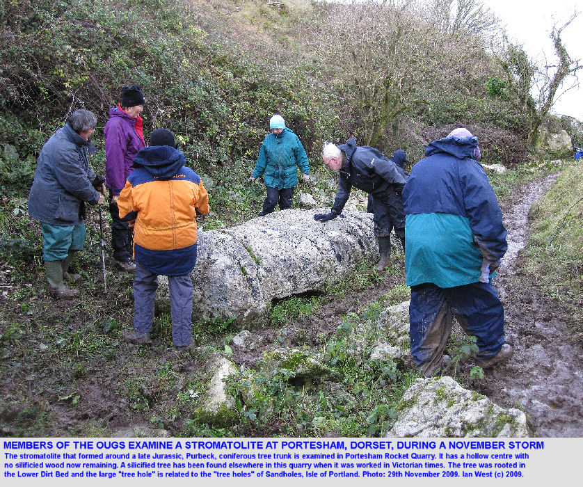 Members of the Open University Geological Society examine a thrombolite originally around a coniferous tree, Portesham Quarry, Dorset, during the storm of the 29th November 2009