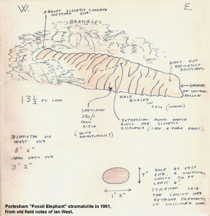 The cylindrical thrombolite in Portesham Quarry, Dorset, as recorded in old field notes of 1961 by Ian West