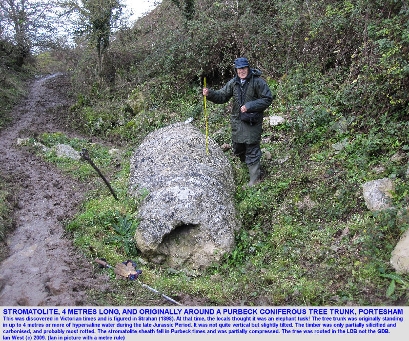 A long thrombolite around a coniferous tree, once known as the Fossil Elephant Tusk, Portesham Rocket Quarry, Dorset