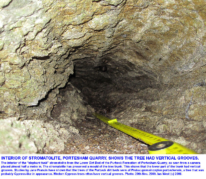 Inside the Elephant Tusk thrombolite, Portesham Rocket Quarry, Dorset, 29th November 2009