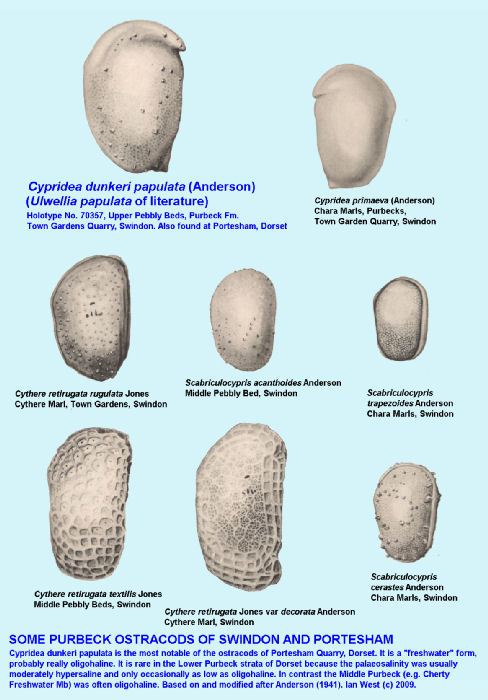 Ostracods from the Purbeck Formation of Portesham, Dorset, and Swindon, Wiltshire