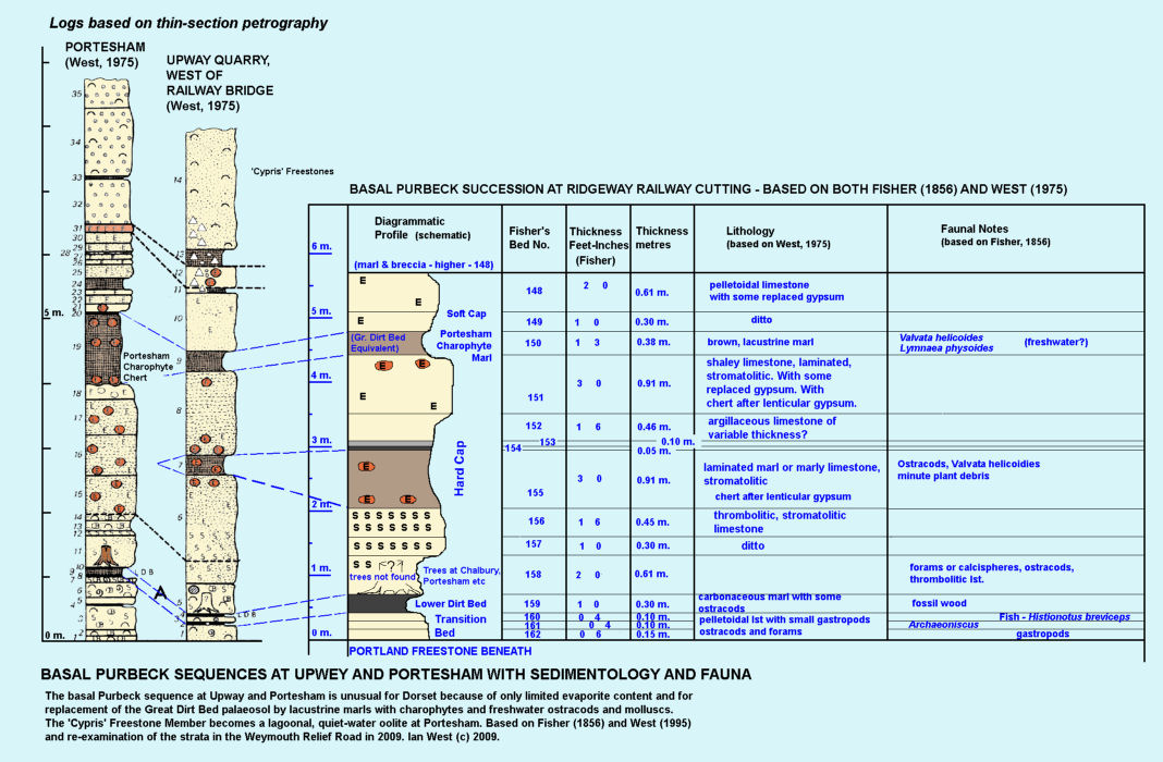 Comparison of the basal Purbeck section at Portesham with those at Upwey and Ridgeway Railway Cutting, Dorset