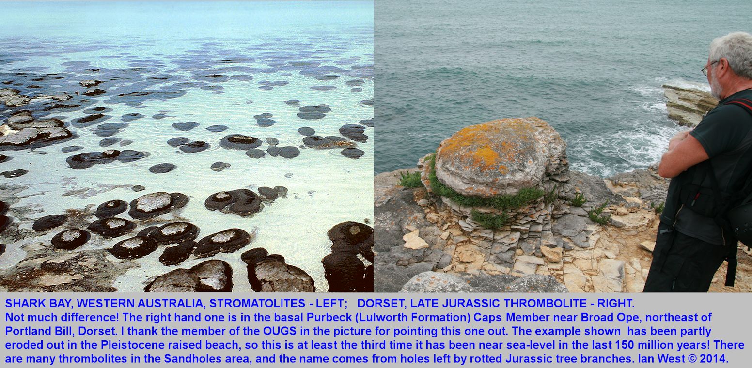 A Jurassic, Purbeck, thrombolite seen northeast of Portland Bill, Dorset, and similar to modern stromatolites at Shark Bay, Western Australia, left photograph courtesy of Dr. Geoff Townson