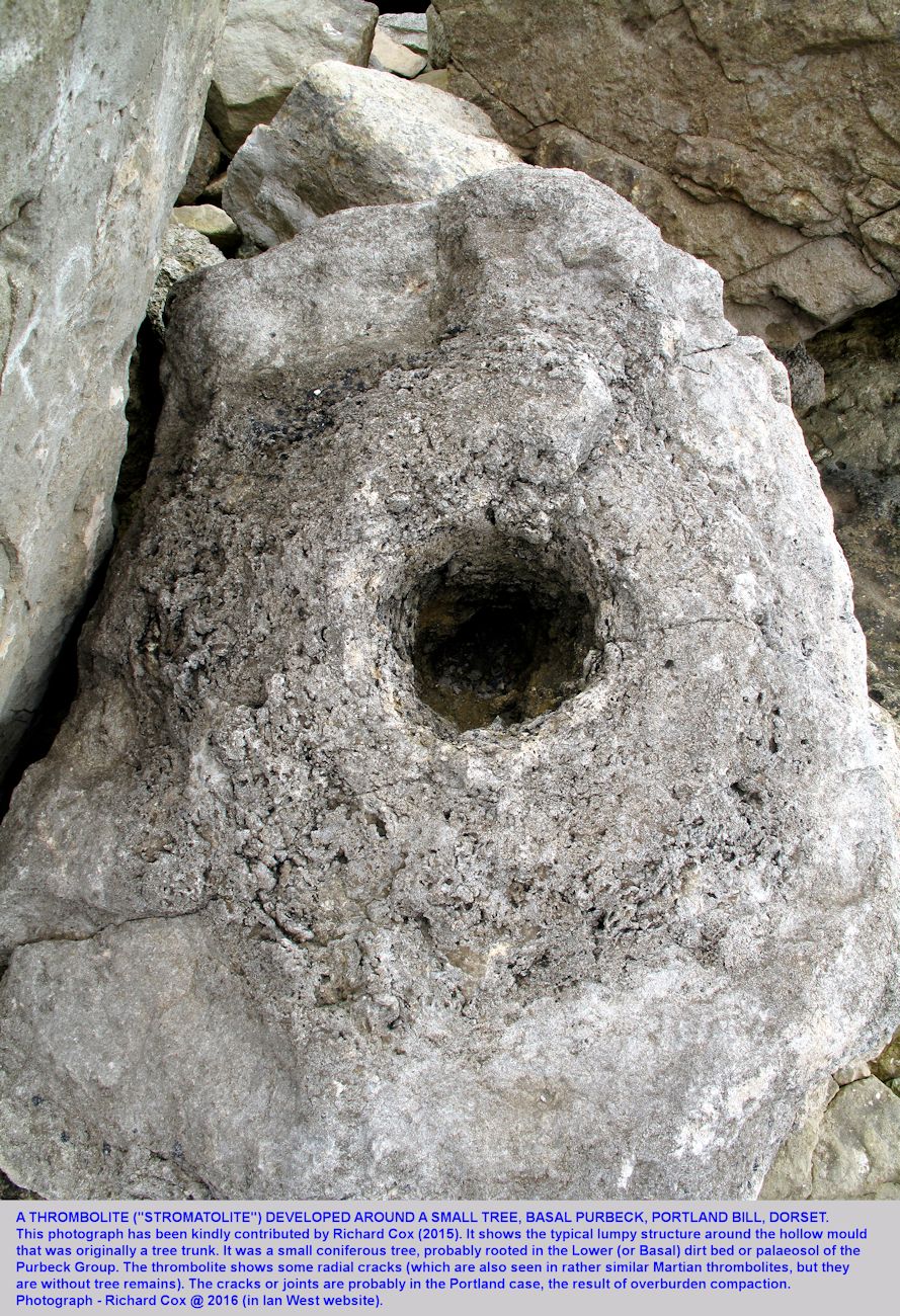 A Jurassic, Purbeck, thrombolite around the mould of a small coniferous tree,  photographed at Portland Bill, Dorset by Richard Cox in 2015