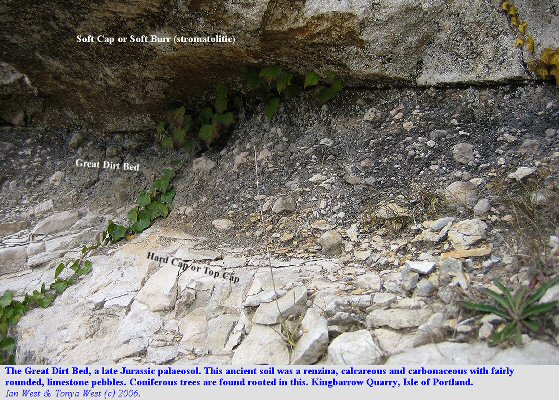 Great Dirt Bed, Purbeck Formation, at Kingbarrow Quarry, Isle of Portland, Dorset 