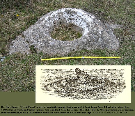 Thrombolites or Stromatolites around trees , Soft Cap or Soft Burr, Kingbarrow Quarry, Portland, Dorset