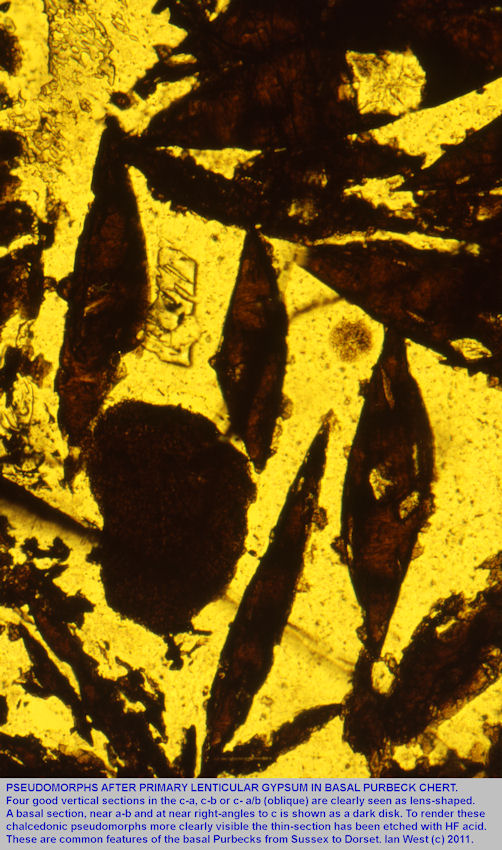  Pseudomorphs after primary lenticular gypsum in chert, basal Purbeck Formation