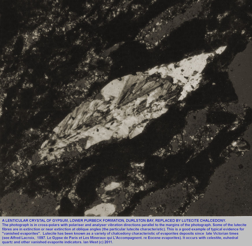 Lutecite pseudomorph after lenticular gypsum, Lower Purbeck Formation, Durlston Bay