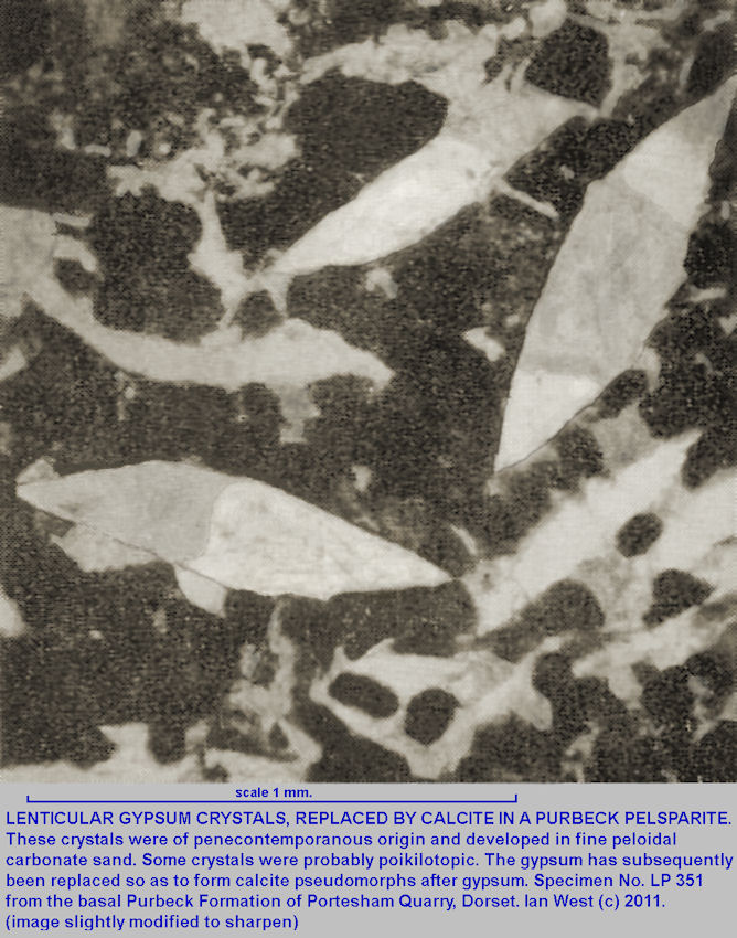 Penecontemporaneous gypsum crystals in peloidal fine sand and replaced by calcite, Lower Purbeck Formation, Portesham Quarry, specimen LP351