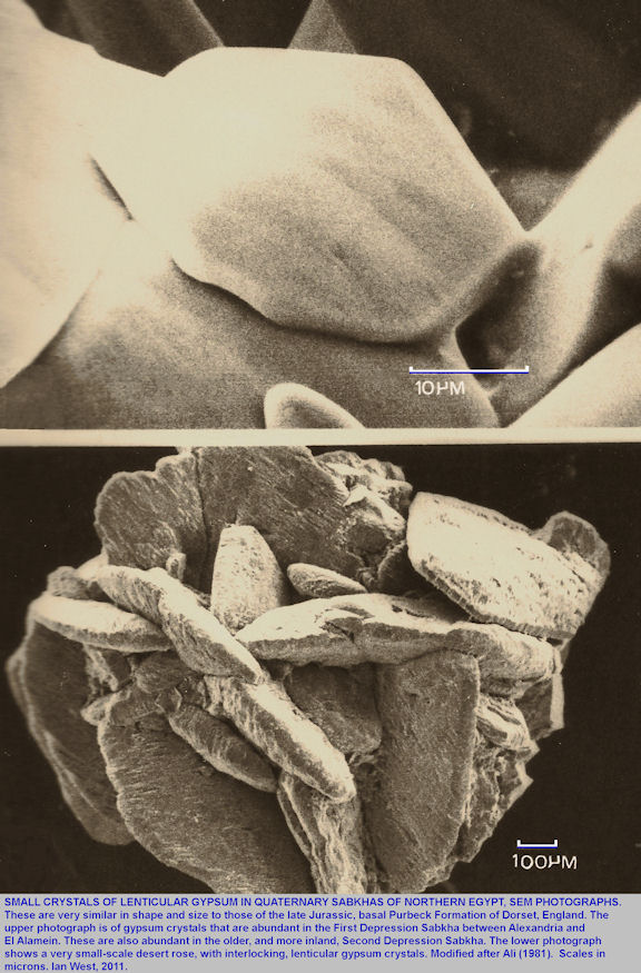 Small lenticular crystals of gypsum in Quaternary sabkha deposits of the Northern Egypt, and similar to early gypsum in the Lower Purbeck Formation of Dorset, England 