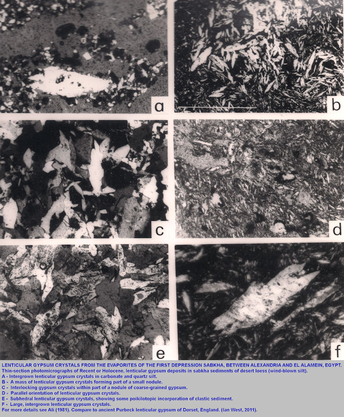 Thin-sections of lenticular gypsum from the First Depression Sabkha, between Alexandria and El-Alamein, northern Egypt