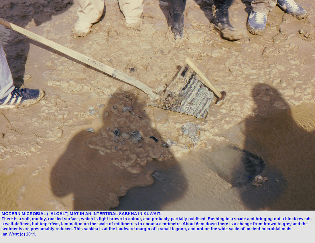 A microbial mat or cyanobacterial mat dug out of the intertidal sabkha of a small lagoon in Kuwait