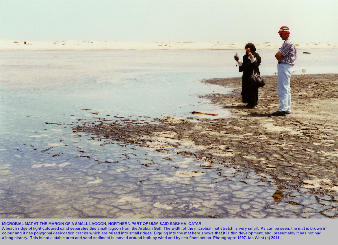 Microbial mats at the margin of a small lagoon, northern part of Umm Said, Sabkha, Qatar