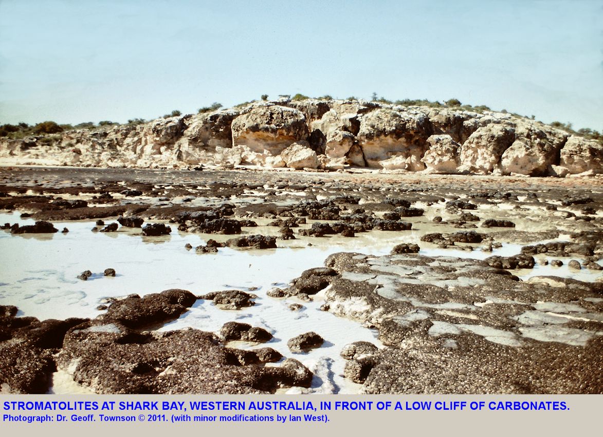 Stromatolites at Shark Bay, Western Australia, with a low cliff behind, in a photograph taken by Dr. Geoff Townson in 1981