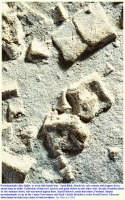 Pseudomorphs after halite in the basal Purbeck Formation, enlarged