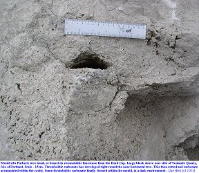 Development and partial filling of tree mould in thrombolitic limestone, Yeolands Quarry, Isle of Portland, Dorset