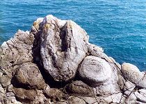 Purbeck thrombolites around tree remains