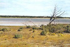 Dead tree remains near a Coorong Lagoon, South Australia