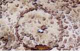 Stromatolites on an old drum in Qatar